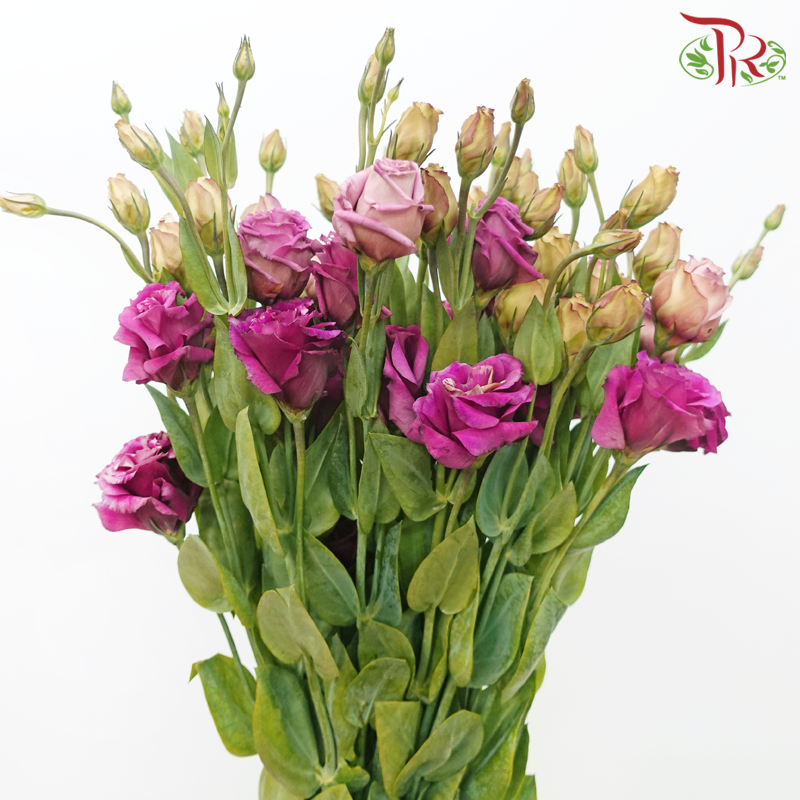 Eustoma - Aube Red (10 Stems)-Aube Red-Taiwan-prflorist.com.my
