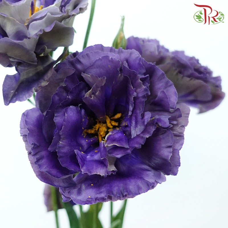 Eustoma - Bluish Purple (650-750 Gram)-Bluish Purple-China-prflorist.com.my