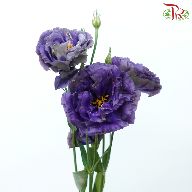 Eustoma - Bluish Purple (650-750 Gram)-Bluish Purple-China-prflorist.com.my
