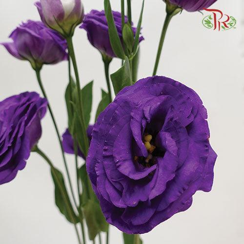 Eustoma Bohemian Violet - (10 Stems)-Purple-Taiwan-prflorist.com.my