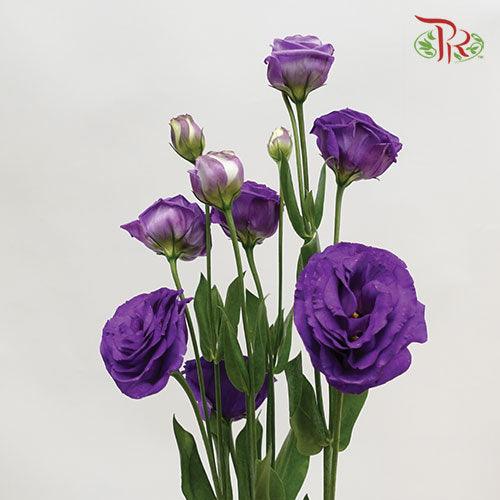 Eustoma Bohemian Violet - (10 Stems)-Purple-Taiwan-prflorist.com.my