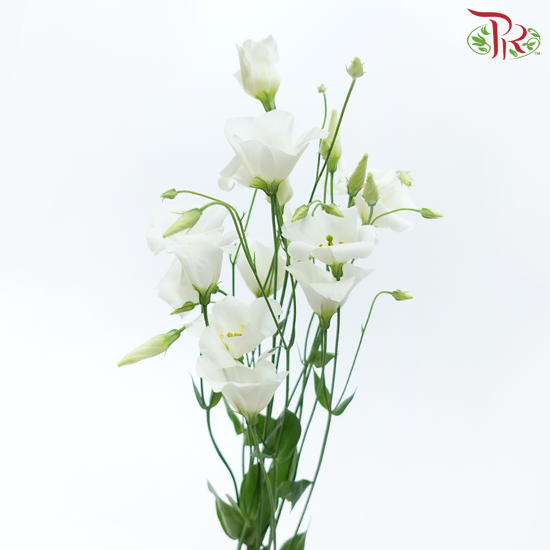 Eustoma Botanic - White (5 Stems)-White-Netherland-prflorist.com.my