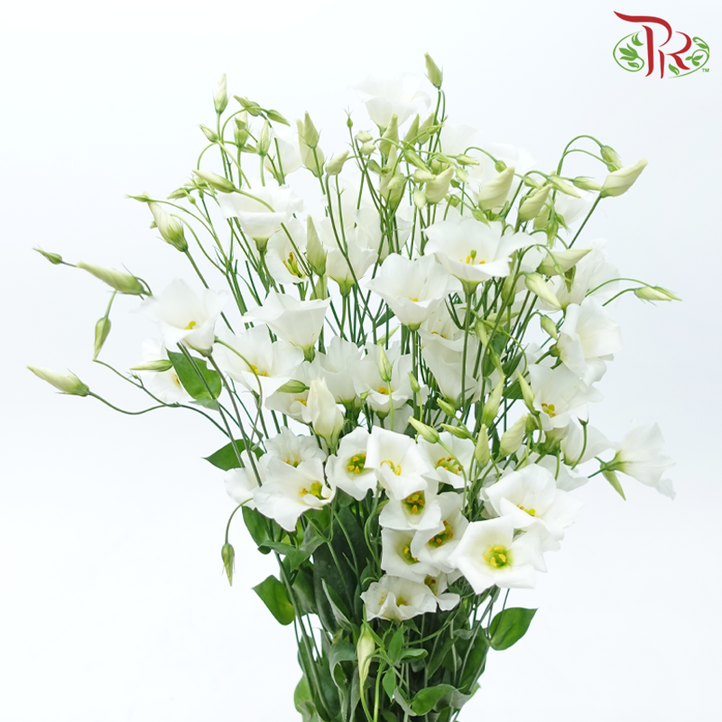 Eustoma Botanic - White (5 Stems)-White-Netherland-prflorist.com.my