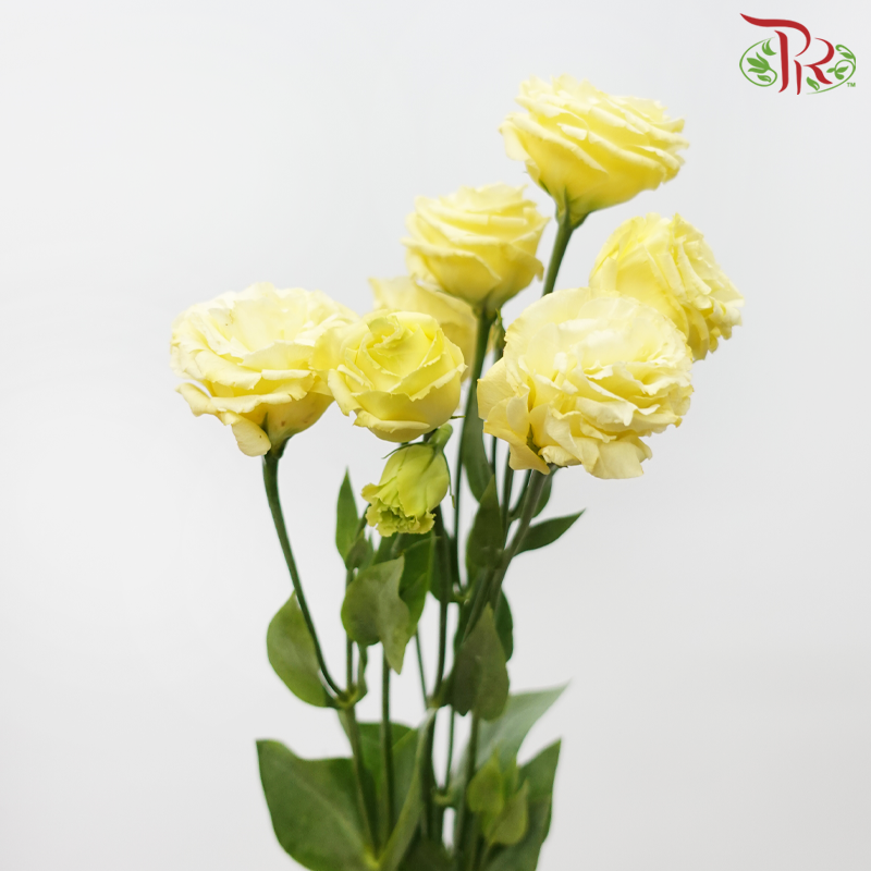 Eustoma - Canary Yellow (650-750 Gram)-Yellow-China-prflorist.com.my