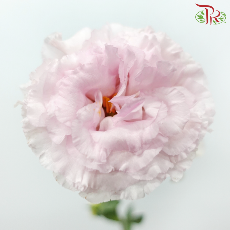 Eustoma - Celeb Pink (10 Stems)-Celeb Pink-Taiwan-prflorist.com.my