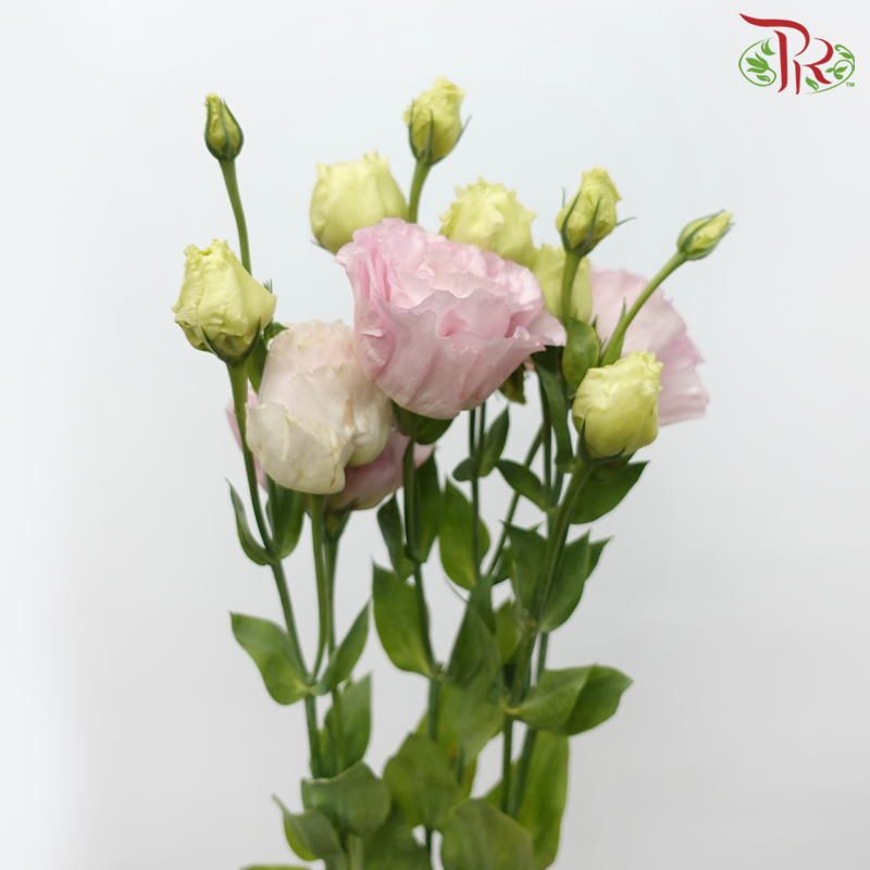 Eustoma - Celeb Pink (10 Stems)-Celeb Pink-Taiwan-prflorist.com.my