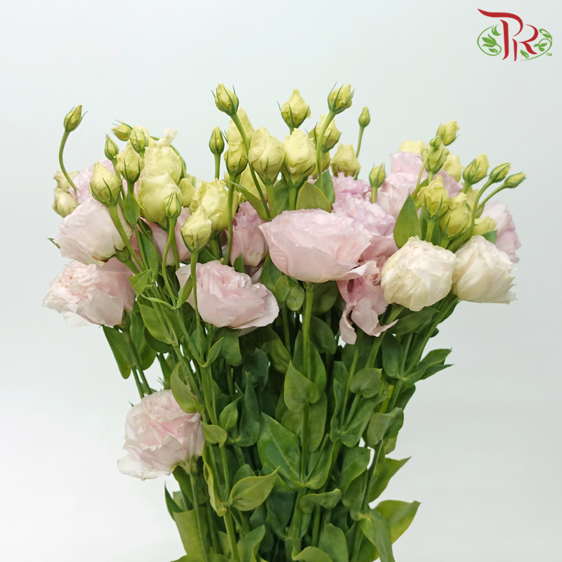 Eustoma - Celeb Pink (10 Stems)-Celeb Pink-Taiwan-prflorist.com.my
