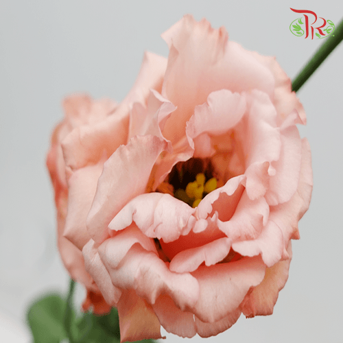 Eustoma - Champagne (10 Stems)-Champagne-Taiwan-prflorist.com.my