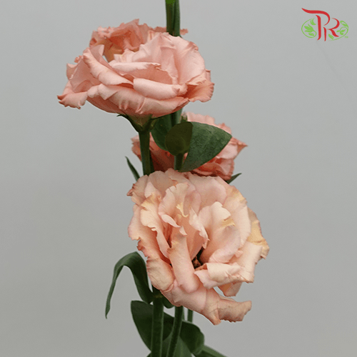 Eustoma - Champagne (10 Stems)-Champagne-Taiwan-prflorist.com.my