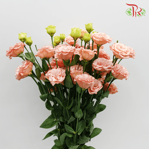 Eustoma - Champagne (10 Stems)-Champagne-Taiwan-prflorist.com.my