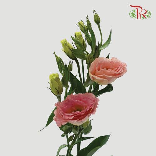 Eustoma - Champagne (10 Stems)-Champagne-Vietnam-prflorist.com.my