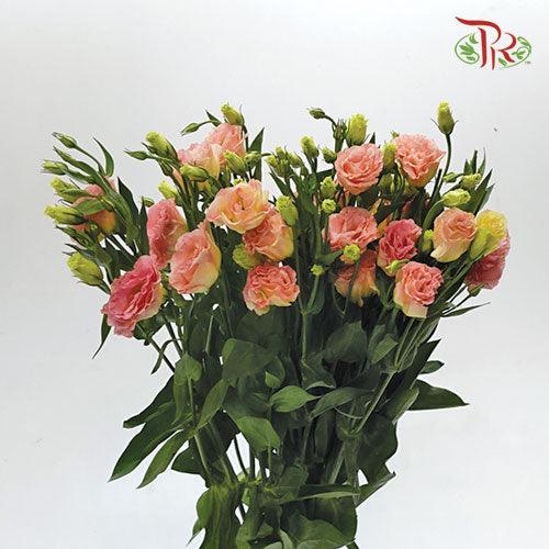 Eustoma - Champagne (10 Stems)-Champagne-Vietnam-prflorist.com.my