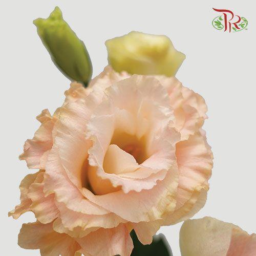 Eustoma - Champagne (Per Bunch)-Champagne-Malaysia-prflorist.com.my