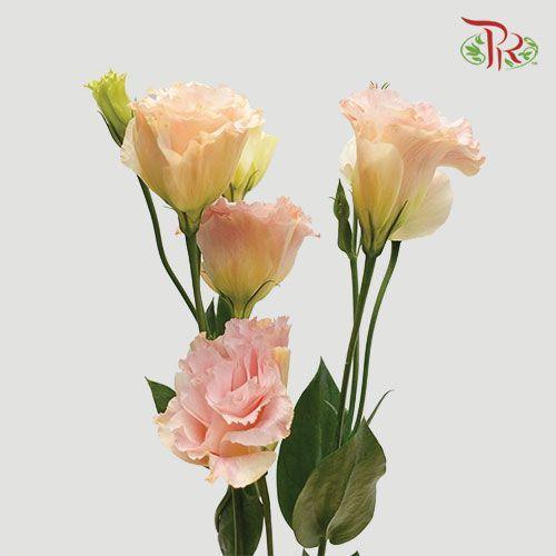 Eustoma - Champagne (Per Bunch)-Champagne-Malaysia-prflorist.com.my
