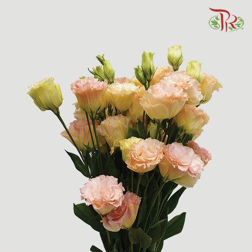 Eustoma - Champagne (Per Bunch)-Champagne-Malaysia-prflorist.com.my