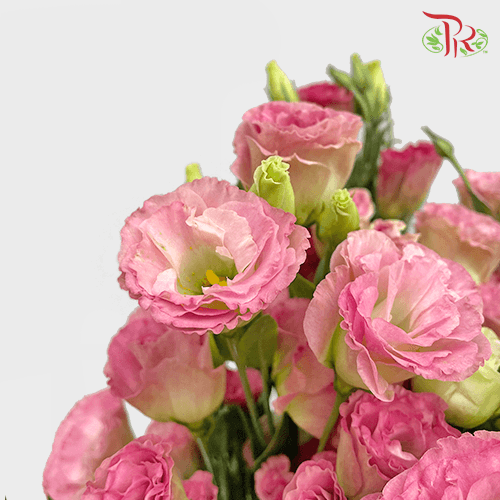 Eustoma - Cherry Pink (650-750 Gram)-Pink-China-prflorist.com.my
