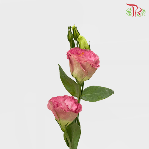 Eustoma - Cherry Pink (650-750 Gram)-Pink-China-prflorist.com.my