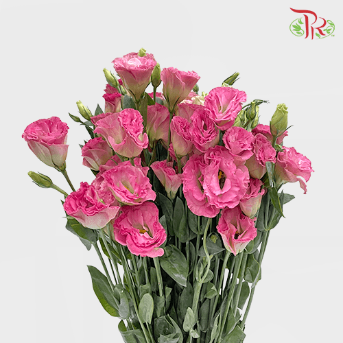 Eustoma - Cherry Pink (650-750 Gram)-Pink-China-prflorist.com.my