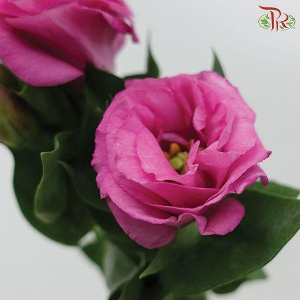 Eustoma - Dark Pink (10 Stems)-Pink-Vietnam-prflorist.com.my