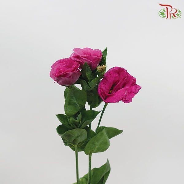 Eustoma - Dark Pink (10 Stems)-Pink-Vietnam-prflorist.com.my