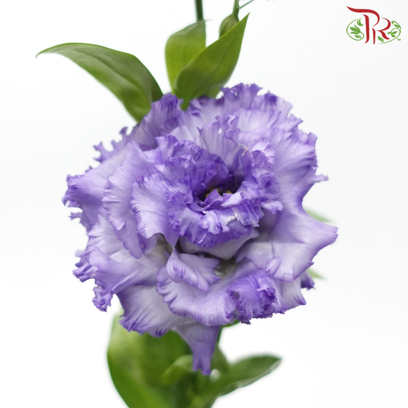 Eustoma - Deep Periwinkle Purple Wave (650-750 Gram)-Purple-China-prflorist.com.my
