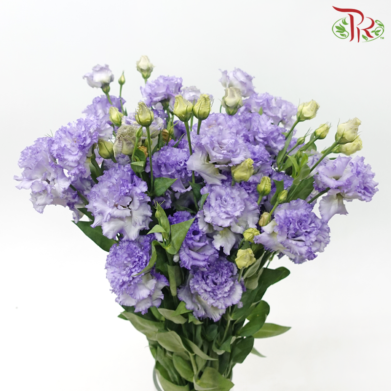Eustoma - Deep Periwinkle Purple Wave (650-750 Gram)-Purple-China-prflorist.com.my