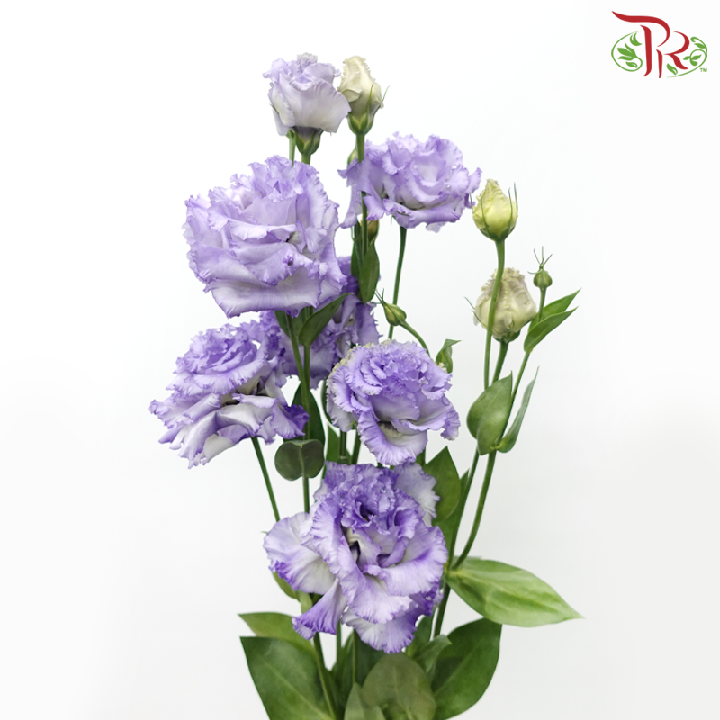 Eustoma - Deep Periwinkle Purple Wave (650-750 Gram)-Purple-China-prflorist.com.my