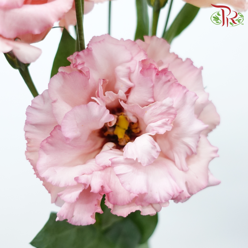 Eustoma - Dusty Pink (Per Bunch)-Dusty Pink-Malaysia-prflorist.com.my