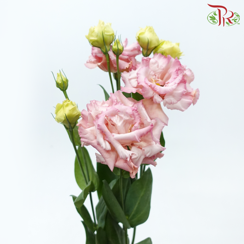 Eustoma - Dusty Pink (Per Bunch)-Dusty Pink-Malaysia-prflorist.com.my