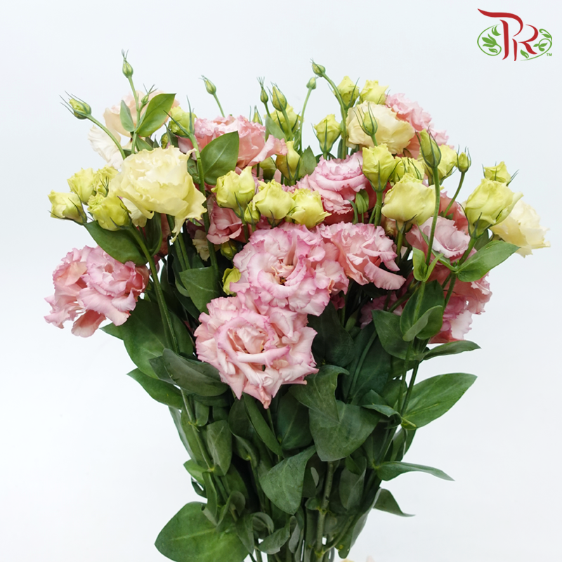 Eustoma - Dusty Pink (Per Bunch)-Dusty Pink-Malaysia-prflorist.com.my