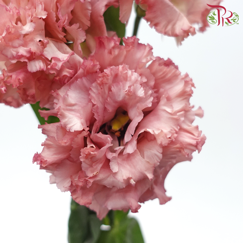 Eustoma - Dusty Pink Wave (650-750 Gram)-Dark Pink-China-prflorist.com.my
