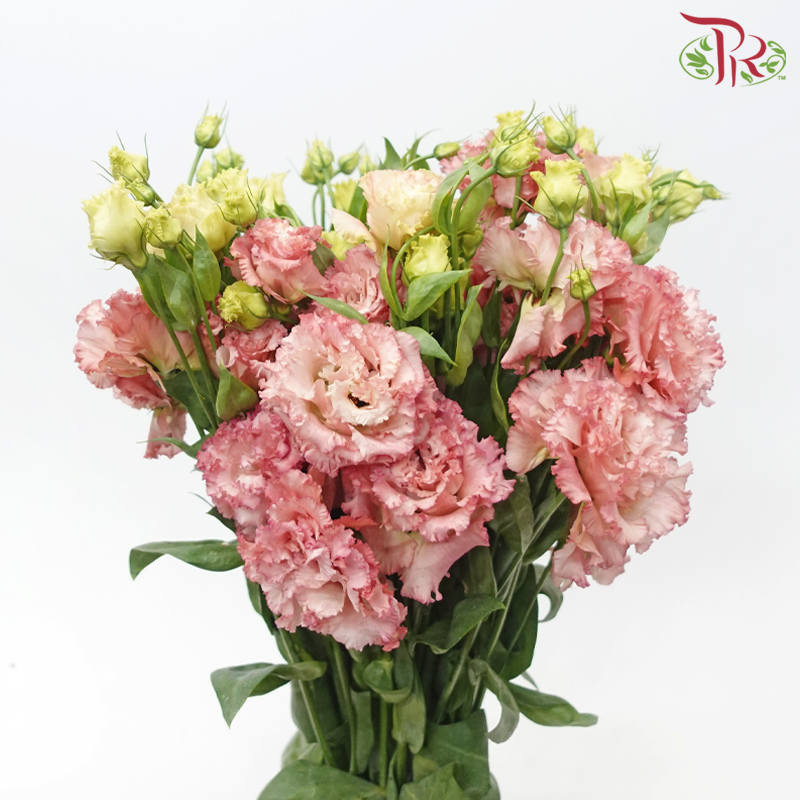 Eustoma - Dusty Pink Wave (650-750 Gram)-Dark Pink-China-prflorist.com.my