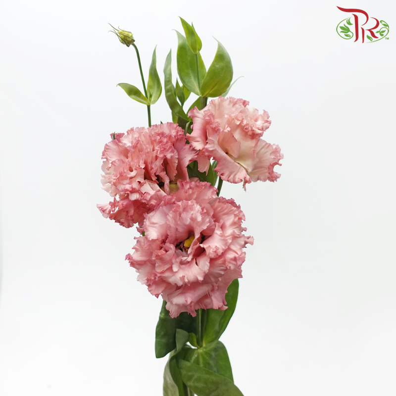 Eustoma - Dusty Pink Wave (650-750 Gram)-Dark Pink-China-prflorist.com.my