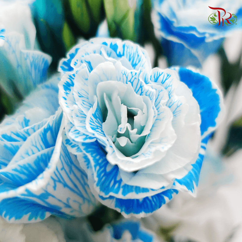 Eustoma - Dyed Blue (650-750 Gram)-Blue-China-prflorist.com.my