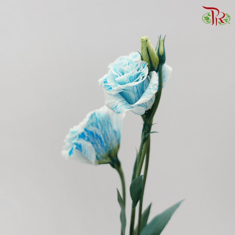 Eustoma - Dyed Blue (650-750 Gram)-Blue-China-prflorist.com.my