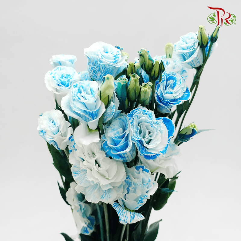 Eustoma - Dyed Blue (650-750 Gram)-Blue-China-prflorist.com.my