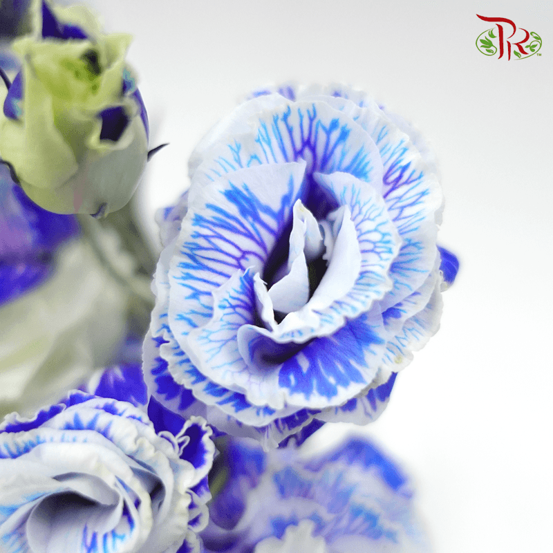 Eustoma - Dyed Dark Blue (650-750 Gram)-Blue-China-prflorist.com.my