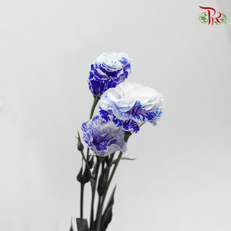 Eustoma - Dyed Dark Blue (650-750 Gram)-Blue-China-prflorist.com.my