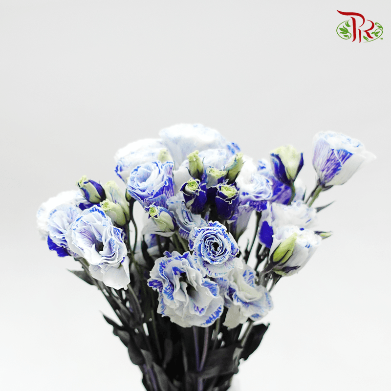 Eustoma - Dyed Dark Blue (650-750 Gram)-Blue-China-prflorist.com.my