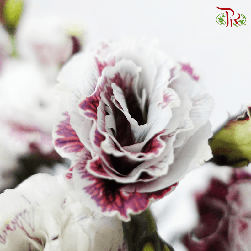 Eustoma - Dyed Dark Maroon (650-750 Gram)-Red-China-prflorist.com.my