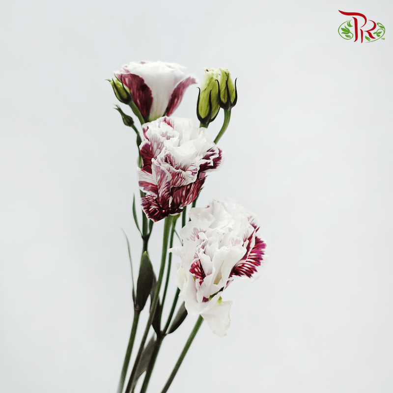 Eustoma - Dyed Dark Maroon (650-750 Gram)-Red-China-prflorist.com.my