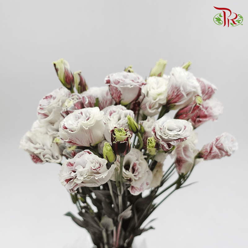 Eustoma - Dyed Dark Maroon (650-750 Gram)-Red-China-prflorist.com.my