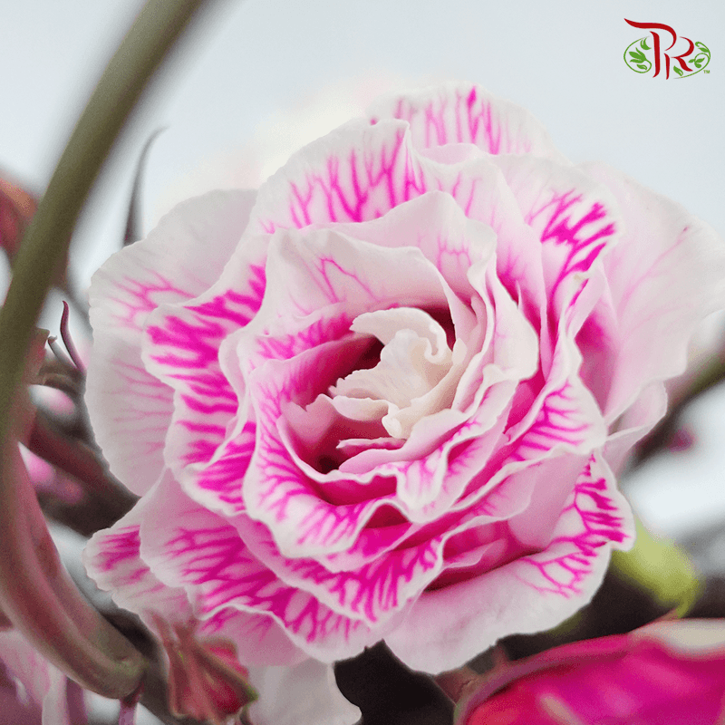 Eustoma - Dyed Dark Pink (650-750 Gram)-Pink-China-prflorist.com.my