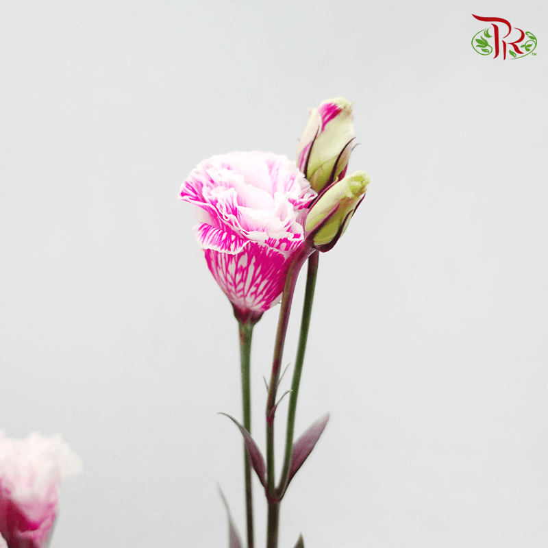 Eustoma - Dyed Dark Pink (650-750 Gram)-Pink-China-prflorist.com.my