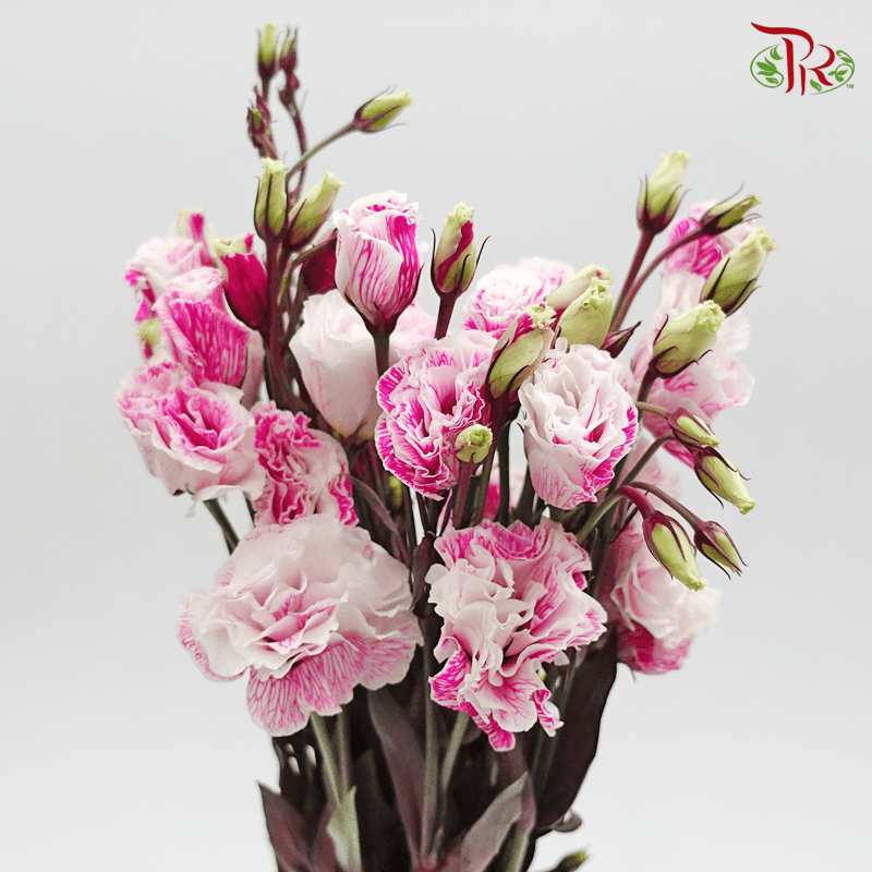 Eustoma - Dyed Dark Pink (650-750 Gram)-Pink-China-prflorist.com.my