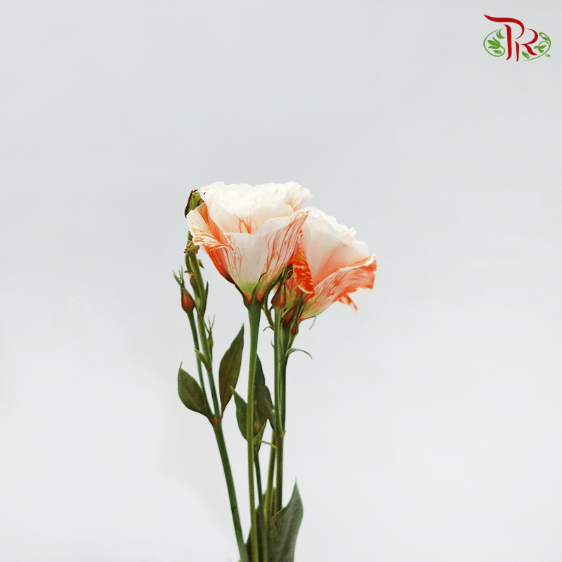 Eustoma - Dyed Orange (650-750 Gram)-Orange-China-prflorist.com.my