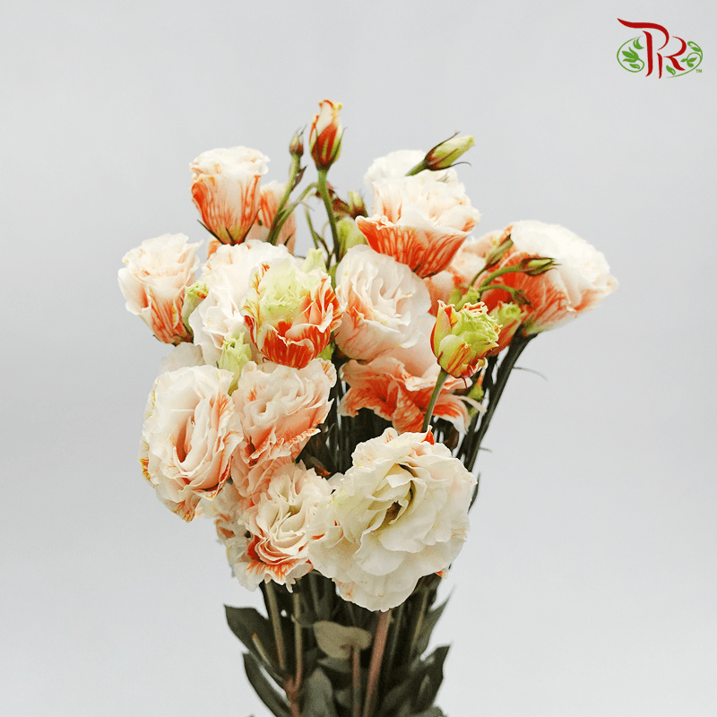 Eustoma - Dyed Orange (650-750 Gram)-Orange-China-prflorist.com.my