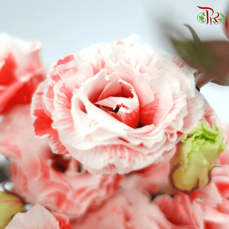 Eustoma - Dyed Red (650-750 Gram)-Red-China-prflorist.com.my