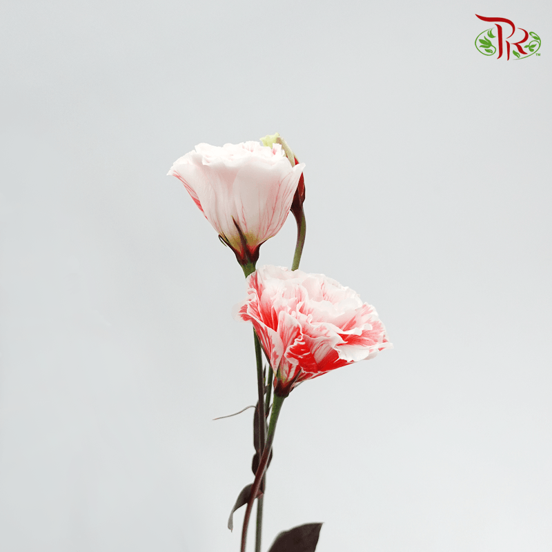 Eustoma - Dyed Red (650-750 Gram)-Red-China-prflorist.com.my