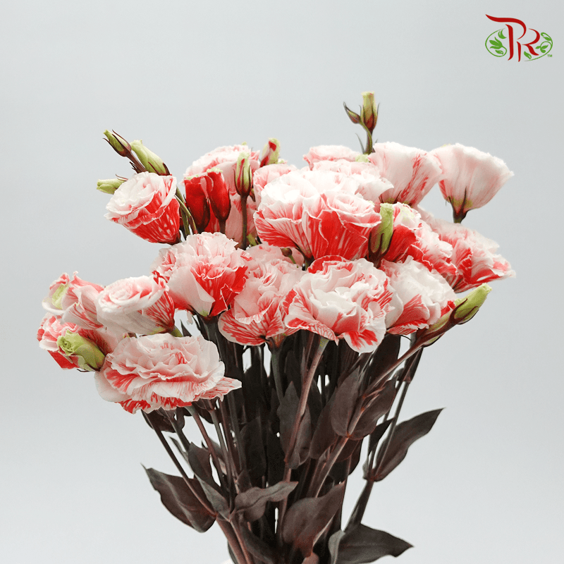 Eustoma - Dyed Red (650-750 Gram)-Red-China-prflorist.com.my